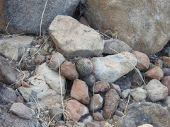 Mammillaria petrophila arida