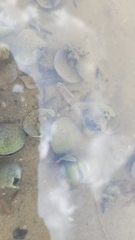 Gobiopterus semivestitus