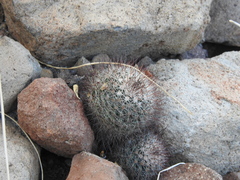 Mammillaria petrophila arida
