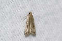 Helcystogramma hystricella