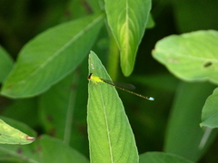 Ischnura capreolus