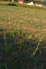 Amaranthus powellii