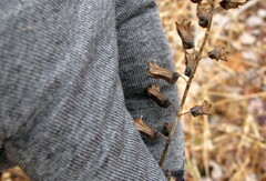 Perilla frutescens