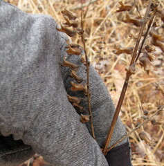 Perilla frutescens
