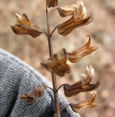 Perilla frutescens