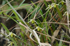 Maxillaria acuminata