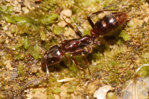 Austroponera castaneaAustroponera castanea