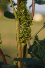 Amaranthus powellii