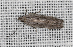 Olethreutinae