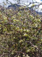 Clematis marata