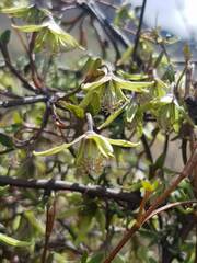 Clematis marata
