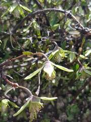 Clematis marata