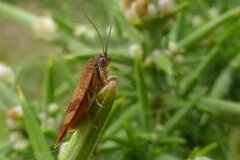 Cacoecimorpha pronubana