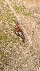 Stanisicarion freycineti
