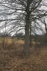 Quercus palustris