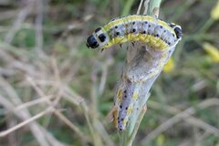 Evergestis extimalis