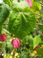 Callianthe megapotamica