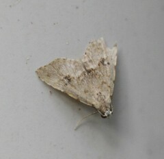 Trigonistis asthenopa