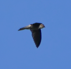 Aerodramus germani