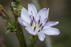 Stephanomeria diegensis