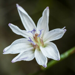Stephanomeria diegensis