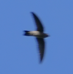 Aerodramus germani
