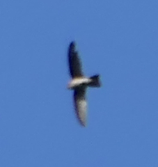 Aerodramus germani