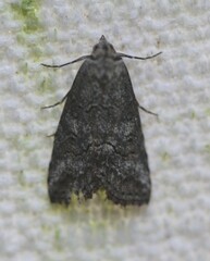 Calathusa hypotherma