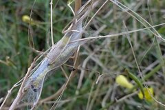 Evergestis extimalis