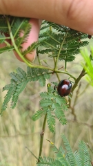 Dicranosterna immaculata