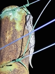 Homopholis walbergii