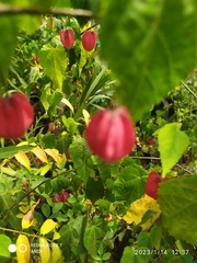 Callianthe megapotamica
