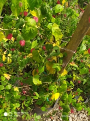 Callianthe megapotamica