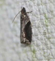 Statherotis pendulata