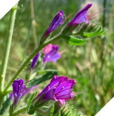 Echium vulgare pustulatum