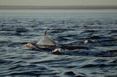 Balaenoptera acutorostrata