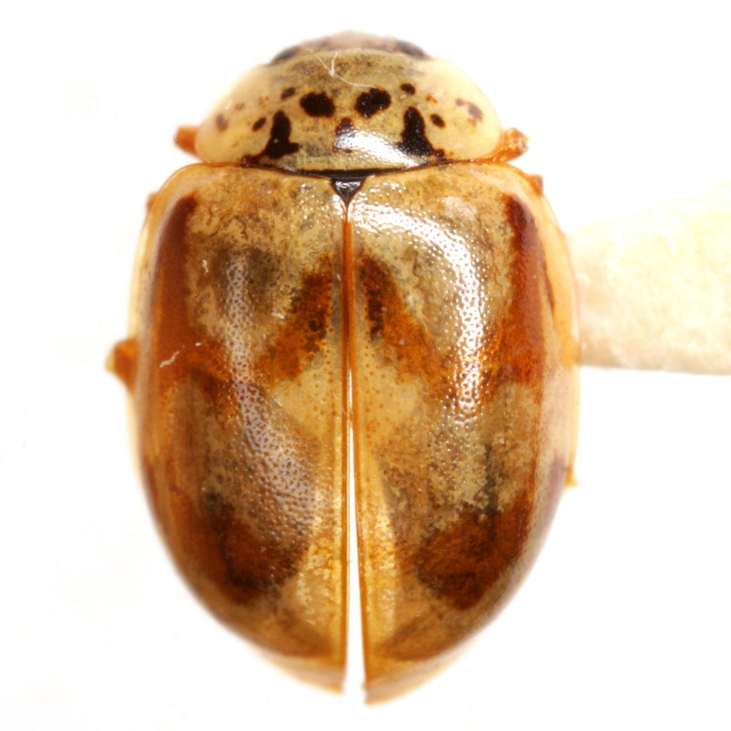 Five-lined Lady Beetle