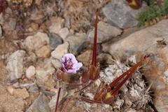 Erodium daucoides