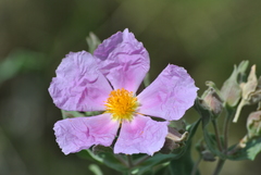 Grey-leaved Cistus - Photo (c) Xavier Ma Ma, some rights reserved (CC BY-NC)