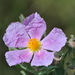 Grey-leaved Cistus - Photo (c) Xavier Ma Ma, some rights reserved (CC BY-NC), uploaded by Xavier Ma Ma