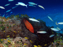 Cephalopholis sonnerati