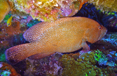 Cephalopholis sonnerati