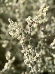 Atriplex julacea