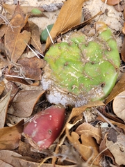 Opuntia mesacantha