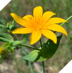 Blackstonia grandiflora