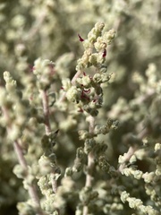 Atriplex julacea