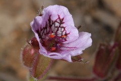 Erodium daucoides