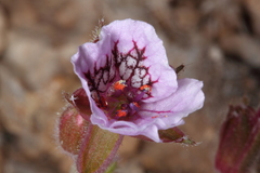 Erodium daucoides
