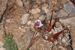 Erodium daucoides