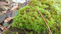 Syntrichia